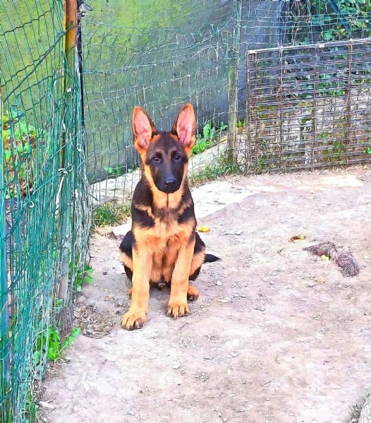 ultimo cucciolo maschio  | Foto 0