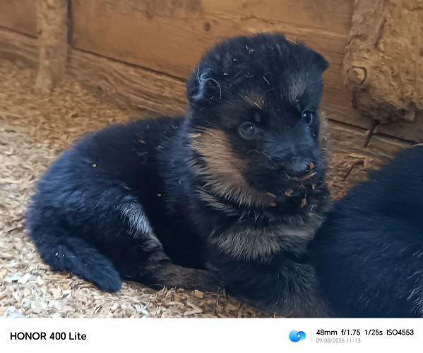 cuccioli di pastore tedesco  | Foto 4
