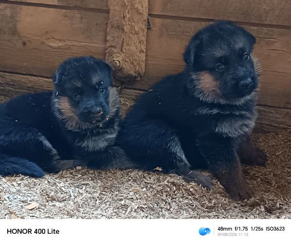 cuccioli di pastore tedesco  | Foto 3