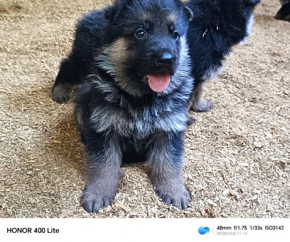 cuccioli di pastore tedesco  | Foto 2