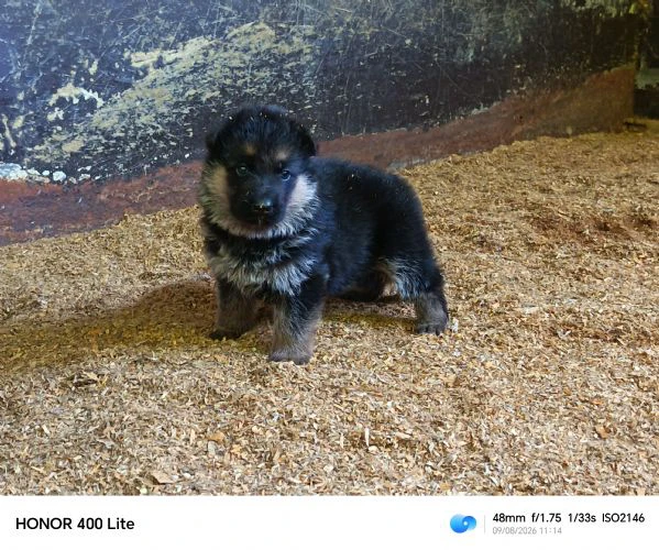 cuccioli di pastore tedesco  | Foto 1
