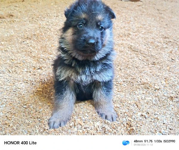 cuccioli di pastore tedesco 