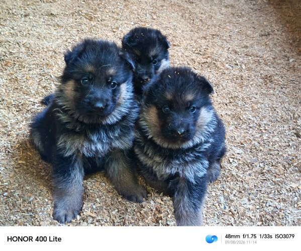 cuccioli di pastore tedesco  | Foto 0