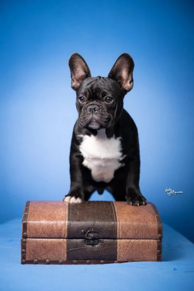 bulldog francese – bellissimi cuccioli | Foto 6