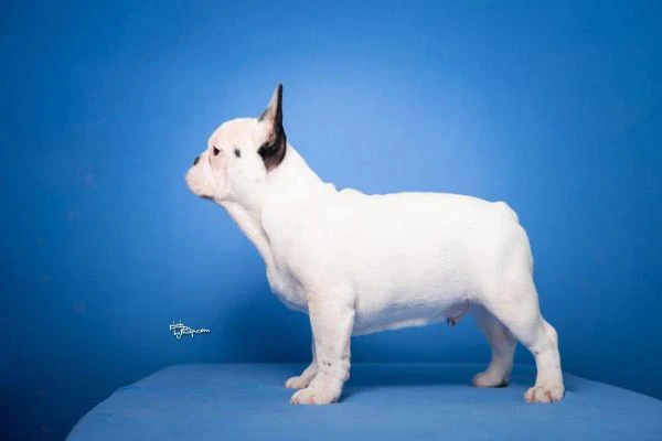 bulldog francese – bellissimi cuccioli | Foto 5