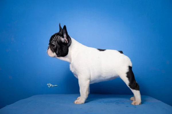 bulldog francese – bellissimi cuccioli | Foto 4