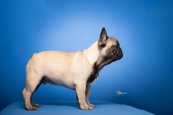 bulldog francese – bellissimi cuccioli | Foto 3
