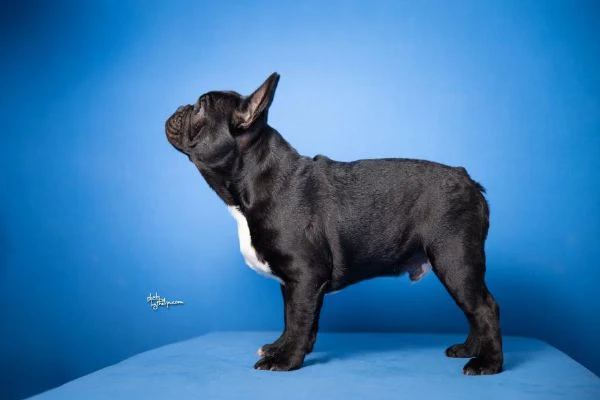 bulldog francese – bellissimi cuccioli | Foto 2