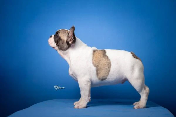 bulldog francese – bellissimi cuccioli