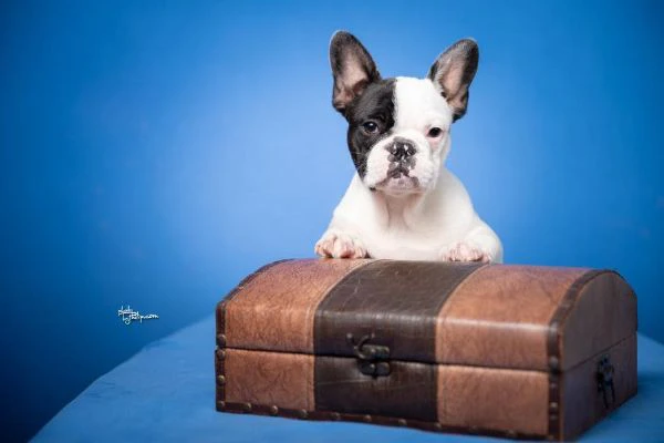 bulldog francese – bellissimi cuccioli | Foto 1