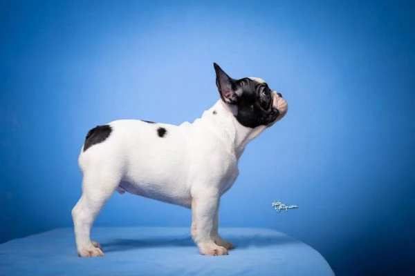 bulldog francese – bellissimi cuccioli | Foto 0