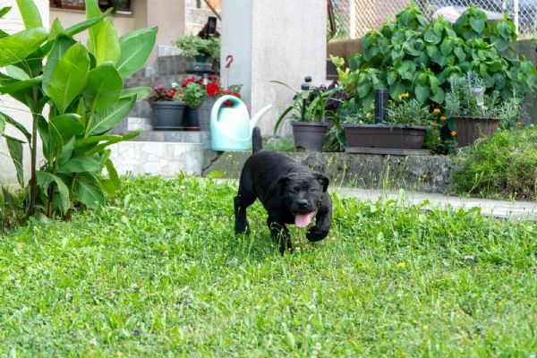 cuccioli di mastino sudafricano – boerboel | Foto 6