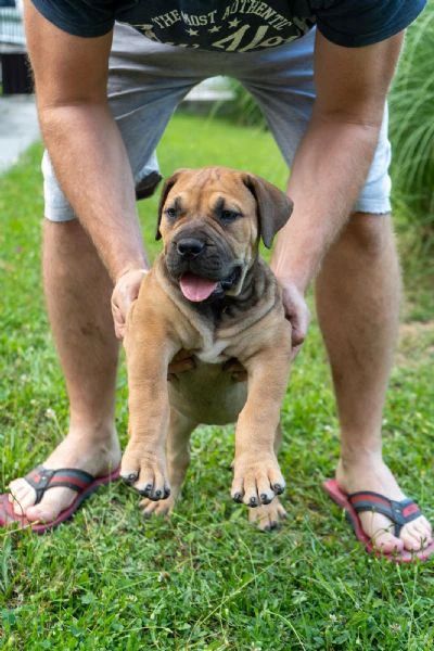 cuccioli di mastino sudafricano – boerboel | Foto 3