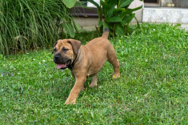 cuccioli di mastino sudafricano – boerboel | Foto 2