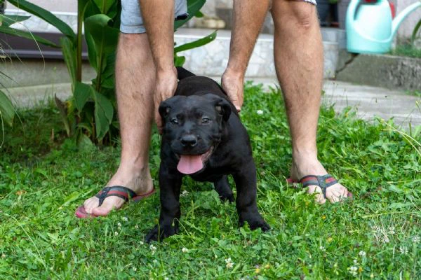 cuccioli di mastino sudafricano – boerboel