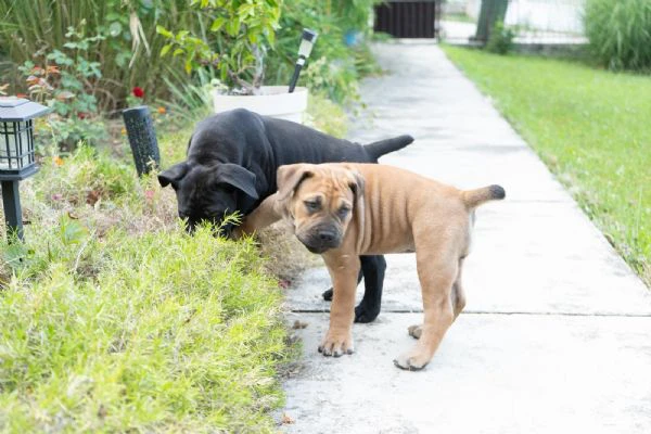 cuccioli di mastino sudafricano – boerboel | Foto 1
