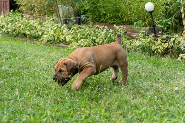 cuccioli di mastino sudafricano – boerboel | Foto 0