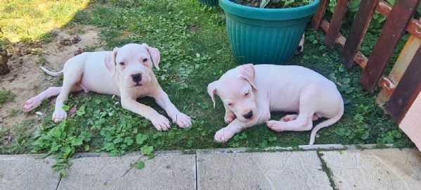 dogo argentino - bellissimi cuccioli | Foto 6