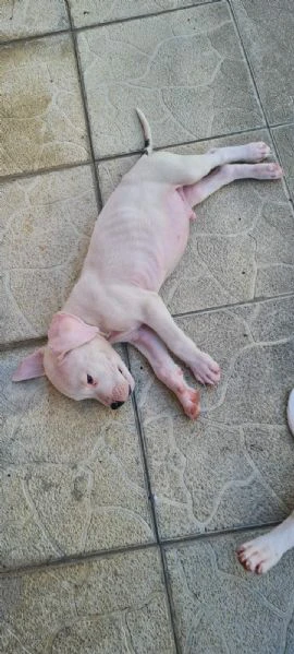 dogo argentino - bellissimi cuccioli | Foto 5