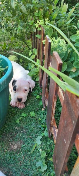 dogo argentino - bellissimi cuccioli | Foto 4