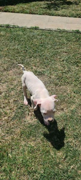 dogo argentino - bellissimi cuccioli | Foto 3