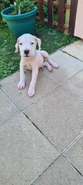 dogo argentino - bellissimi cuccioli | Foto 2