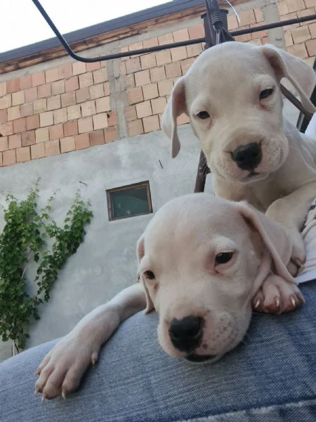 dogo argentino - bellissimi cuccioli