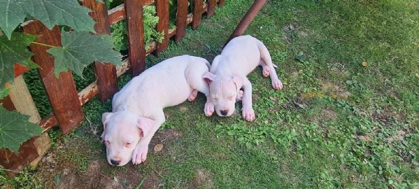 dogo argentino - bellissimi cuccioli | Foto 1