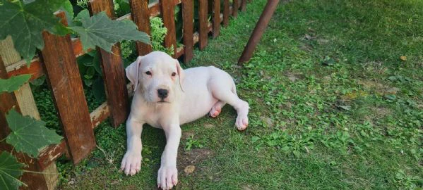 dogo argentino - bellissimi cuccioli | Foto 0