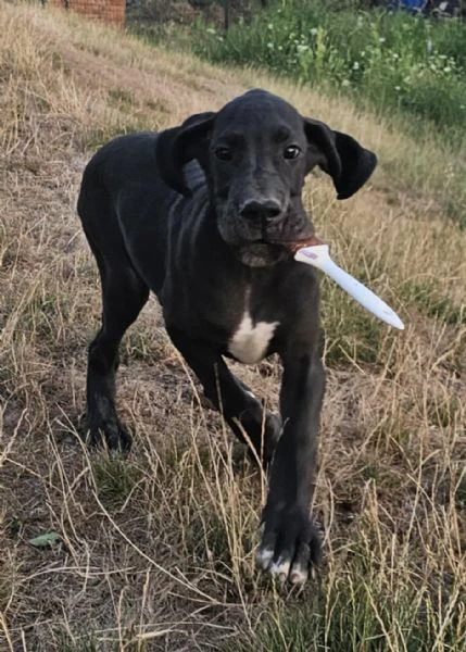 alano tedesco – bellissimi cuccioli | Foto 6