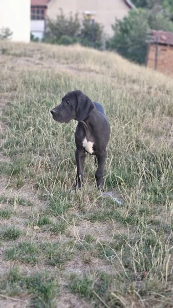 alano tedesco – bellissimi cuccioli | Foto 5