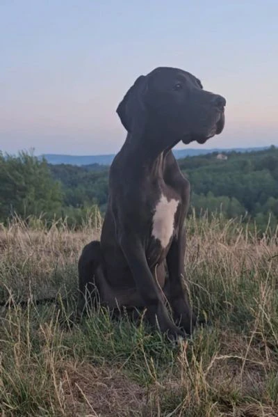 alano tedesco – bellissimi cuccioli | Foto 4