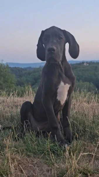 alano tedesco – bellissimi cuccioli | Foto 3