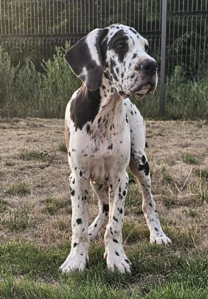 alano tedesco – bellissimi cuccioli | Foto 2