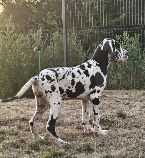 alano tedesco – bellissimi cuccioli