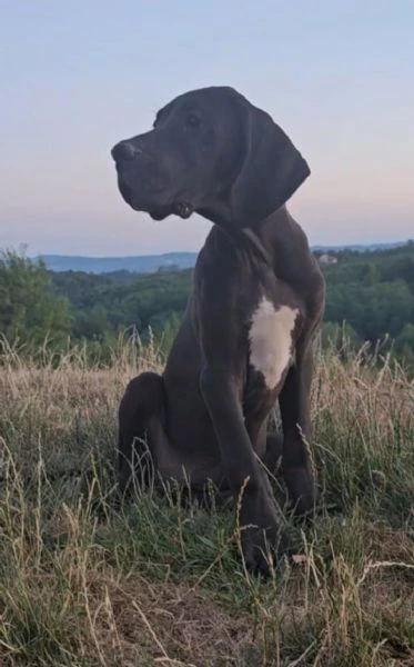 alano tedesco – bellissimi cuccioli | Foto 0