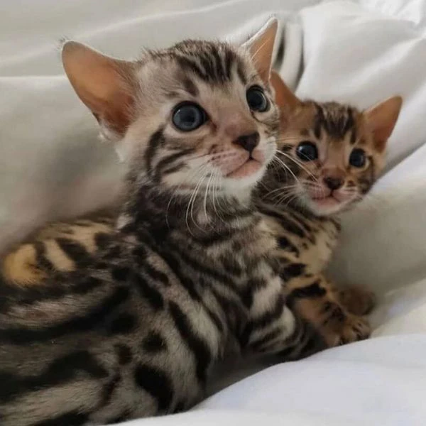 gatto coppia di gattini 3 mesi!!!