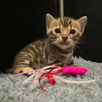 due cuccioli bengala!!