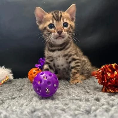 due cuccioli bengala!! | Foto 0