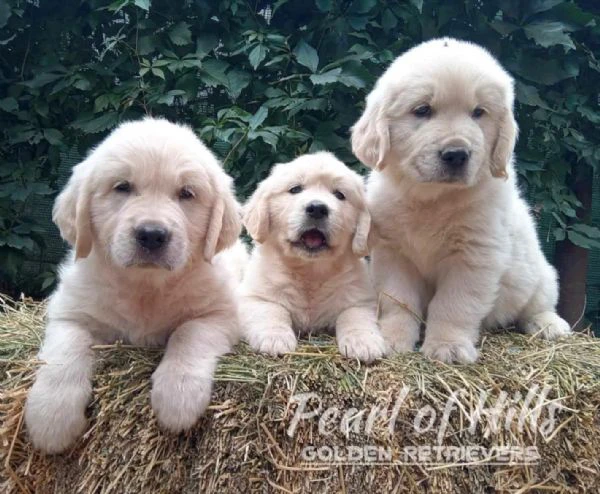 golden retriever – bellissimi cuccioli | Foto 4