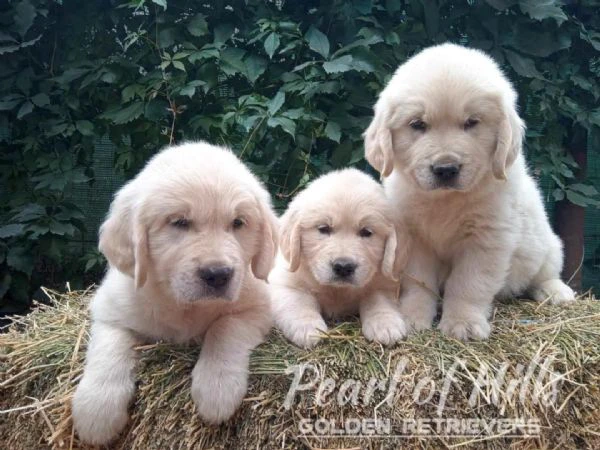 golden retriever – bellissimi cuccioli | Foto 3