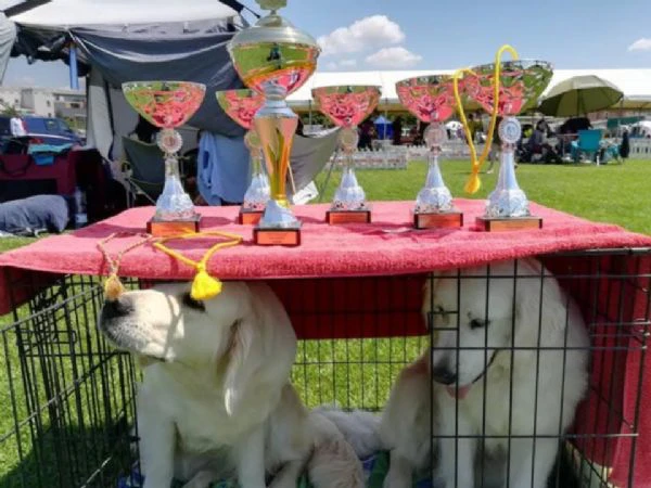 golden retriever – bellissimi cuccioli