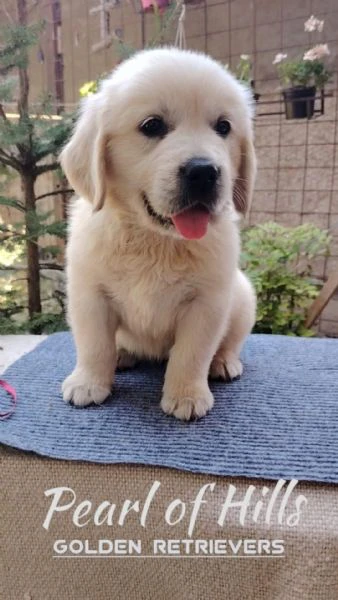 golden retriever – bellissimi cuccioli | Foto 2
