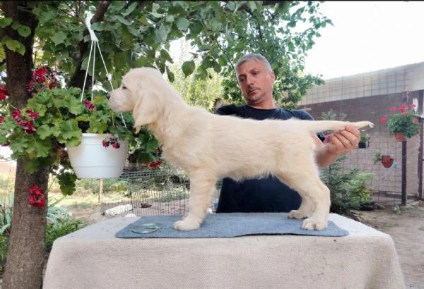 golden retriever – bellissimi cuccioli | Foto 1