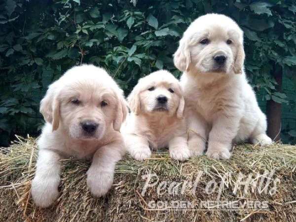 golden retriever – bellissimi cuccioli | Foto 0