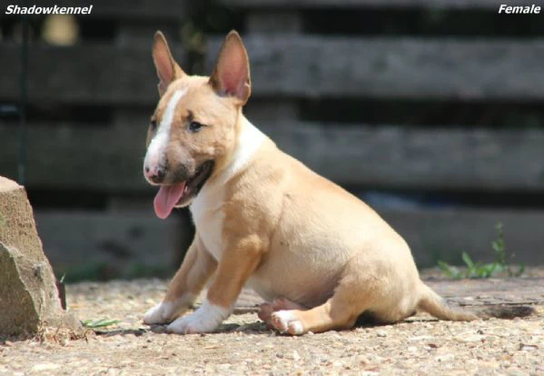 mini bull terrier – bellissimi cuccioli