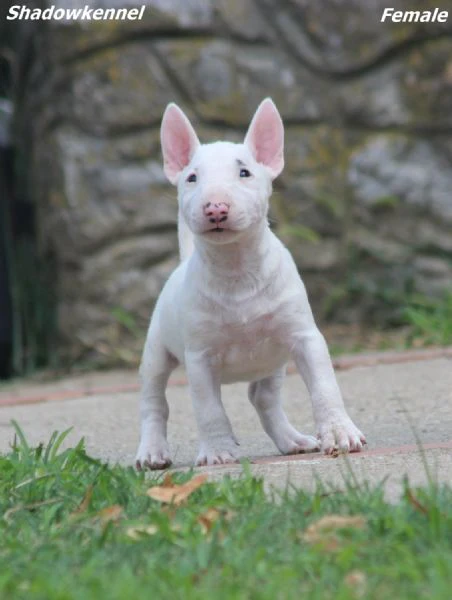 mini bull terrier – bellissimi cuccioli | Foto 6