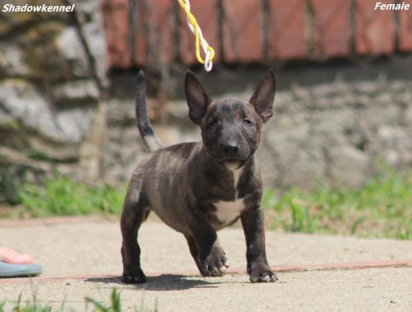 mini bull terrier – bellissimi cuccioli | Foto 4