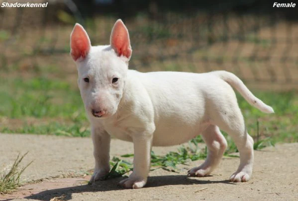 mini bull terrier – bellissimi cuccioli | Foto 3