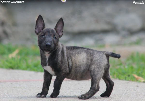 mini bull terrier – bellissimi cuccioli | Foto 2